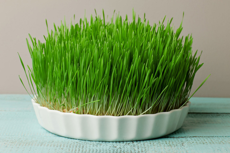 Wheatgrass benefits for skin image