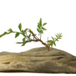 remotecare solutions