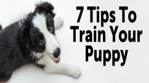 7 Tips on Training Your Puppy