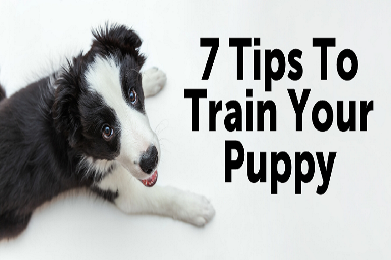 7 Tips on Training Your Puppy