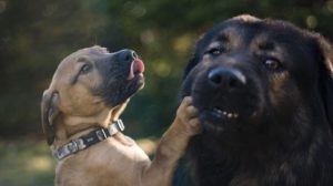 What Are the Pros and Cons of CBD Oil for Dogs