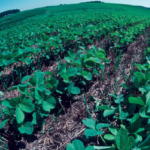 Agroecology and Organic farming