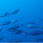 Aquaculture & Fisheries