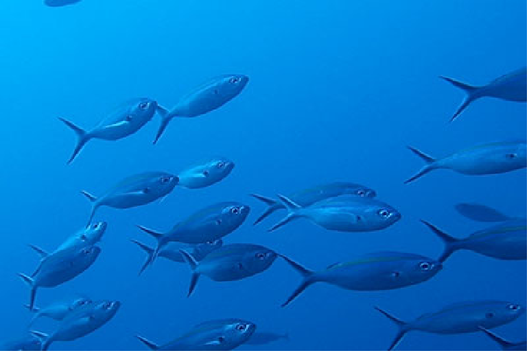 Aquaculture & Fisheries