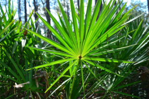 saw palmetto uses