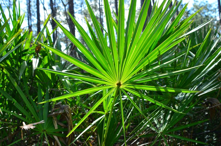saw palmetto uses