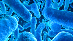 bifidobacterium longum