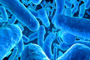 bifidobacterium longum