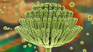 feed mycotoxin binders