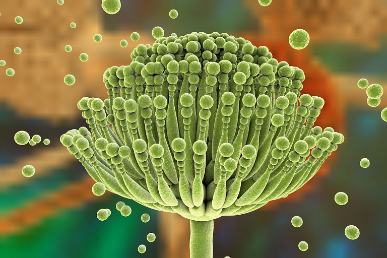 feed mycotoxin binders