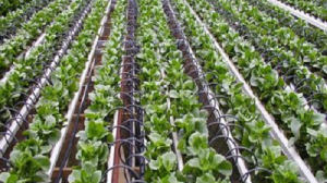 hydroponics market