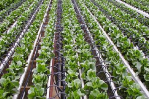 hydroponics market