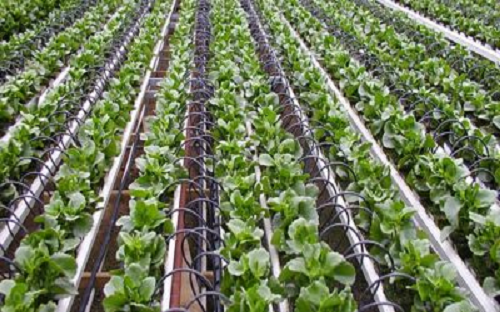 hydroponics market